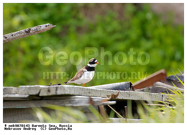 Aves, Haematopodidae, Haematopus, Limicolae, Linnaeus, Oystercatcher, �������, �������, �����������, �����������, �����������, �����������, ���������, ��������� ����, ��������, ����������, ����������, ����������, �������� ����������, �������� ������, �����, ������, ������, ���������� �������, ����������, ��������, �����������, ��������������, ������, ������� �����, ������, ��������, ������������, ��������� , �����������, ����������� ������, ����, ���������, ���������, ����, ������, �����, ����, ������� �����, ������� �����, ������, �����, ��������, ����������, ��������, ��������, �������, ������� �������, �����������, �����, ������, ��������, ��������, ��������, ������, ������, ������, �����