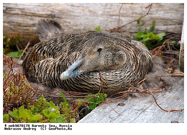 Aves, Linnaeus, Somateria mollissima, �������, �������, �����������, �����������, �����������, �����������, ���������, ��������� ����, ������������, ��������, ����������, ����������, ����������, �������� ����������, �������� ������, ������, ���������� �������, ����������, ������������ ����, ��������, �����������, ������, ������� �����, ������, ������, ��������, ������������, ���������, �����������, ����������� ������, ����, ����, ����, ���������, ������, ������, ���������, ����, ������, �����, ����, ������� �����, ������� �����, �������, ������, �����, ��������, ����������, ��������, ��������, �������, ������� �������, �����������, �����, ������, ��������, ��������, ��������, ������, ������, ������, ����, ����, �����, �����������������, ������������� �����, XYZ