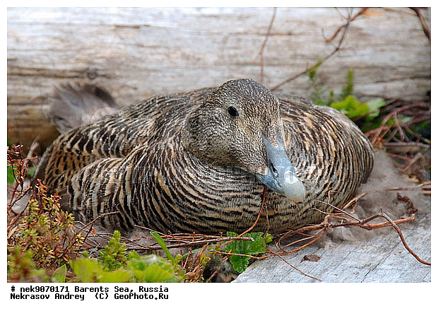 Aves, Linnaeus, Somateria mollissima, �������, �������, �����������, �����������, �����������, �����������, ���������, ��������� ����, ������������, ��������, ����������, ����������, ����������, �������� ����������, �������� ������, ������, ���������� �������, ����������, ������������ ����, ��������, �����������, ������, ������� �����, ������, ������, ��������, ������������, ���������, �����������, ����������� ������, ����, ����, ����, ���������, ������, ������, ���������, ����, ������, �����, ����, ������� �����, ������� �����, �������, ������, �����, ��������, ����������, ��������, ��������, �������, ������� �������, �����������, �����, ������, ��������, ��������, ��������, ������, ������, ������, ����, ����, �����, �����������������, ������������� �����, XYZ
