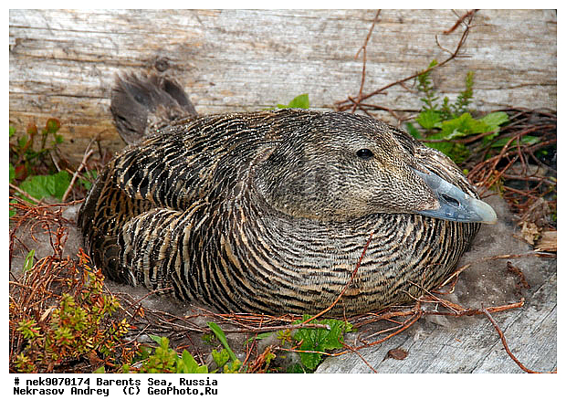 Aves, Linnaeus, Somateria mollissima, �������, �������, �����������, �����������, �����������, �����������, ���������, ��������� ����, ������������, ��������, ����������, ����������, ����������, �������� ����������, �������� ������, ������, ���������� �������, ����������, ������������ ����, ��������, �����������, ������, ������� �����, ������, ������, ��������, ������������, ���������, �����������, ����������� ������, ����, ����, ����, ���������, ������, ������, ���������, ����, ������, �����, ����, ������� �����, ������� �����, �������, ������, �����, ��������, ����������, ��������, ��������, �������, ������� �������, �����������, �����, ������, ��������, ��������, ��������, ������, ������, ������, ����, ����, �����, �����������������, ������������� �����, XYZ
