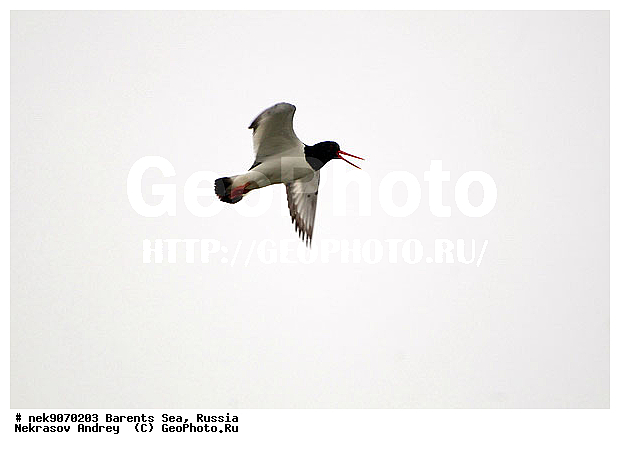 Aves, Haematopodidae, Haematopus, Haematopus ostralegus, Limicolae, Linnaeus, Oystercatcher, �������, �������, �����������, �����������, �����������, �����������, ���������, ��������� ����, ��������, ����������, ����������, ����������, �������� ����������, �������� ������, �����, �����-������, ������, ������-������, ����� ������, ������, ���������� �������, ����������, ��������, �����������, ��������������, ������, ������� �����, ������, ��������, ������������, ��������� , �����������, ����������� ������, ����, ���������, ���������, ����, ������, �����, ����, ������� �����, ������� �����, ������, ������������ �����-������, ������������ ����� ������, �����, ��������, ����������, ��������, ��������, �������, ������� �������, �����������, �����, ������, ��������, ��������, ��������, ������, ������, ������, �����