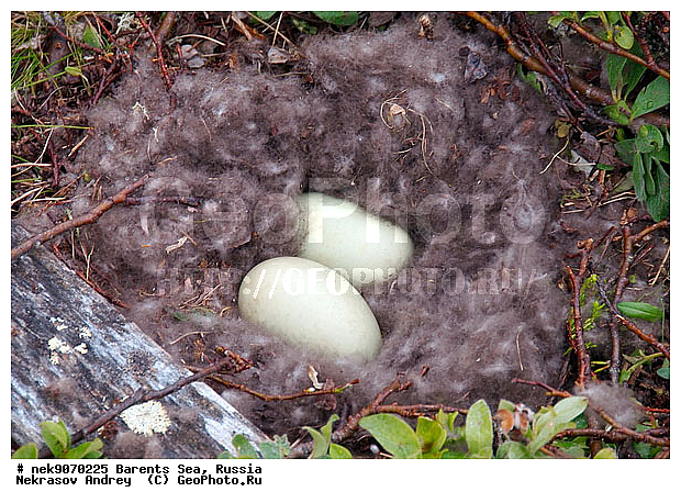 Aves, Linnaeus, Somateria mollissima, �������, �������, �����������, �����������, �����������, �����������, ���������, ��������� ����, ������������, ��������, ����������, ����������, ����������, �������� ����������, �������� ������, ������, ���������� �������, ����������, ������������ ����, ��������, �����������, ������, ������� �����, ������, ������, ��������, ������������, ���������, �����������, ����������� ������, ������, ������, ����, ����, ����, ���������, ������, ������, ���������, ����, ���������, ������, ����, ������, �����, ����, ������� �����, ������� �����, ������, �����, ����, ��������, ����������, ��������, ��������, �������, ������� �������, �����������, �����, ������, ��������, ��������, ��������, ������, ������, ������, ����, ����, �����, ����, ����, �����������������, ������������� �����, XYZ