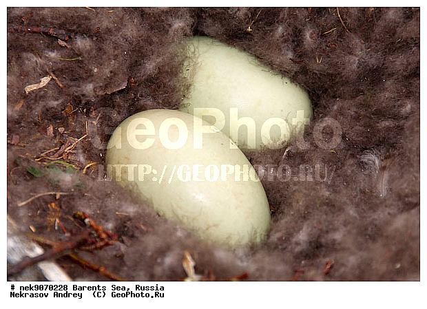 Aves, Linnaeus, Somateria mollissima, �������, �������, �����������, �����������, �����������, �����������, ���������, ��������� ����, ������������, ��������, ����������, ����������, ����������, �������� ����������, �������� ������, ������, ���������� �������, ����������, ������������ ����, ��������, �����������, ������, ������� �����, ������, ������, ��������, ������������, ���������, �����������, ����������� ������, ������, ������, ����, ����, ����, ���������, ������, ������, ���������, ����, ���������, ������, ����, ������, �����, ����, ������� �����, ������� �����, ������, �����, ����, ��������, ����������, ��������, ��������, �������, ������� �������, �����������, �����, ������, ��������, ��������, ��������, ������, ������, ������, ����, ����, �����, ����, ����, �����������������, ������������� �����, XYZ