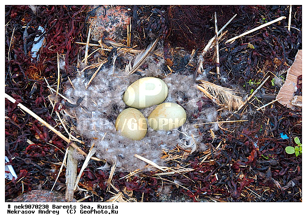 Aves, Linnaeus, Somateria mollissima, �������, �������, �����������, �����������, �����������, �����������, ���������, ��������� ����, ������������, ��������, ����������, ����������, ����������, �������� ����������, �������� ������, ������, ���������� �������, ����������, ������������ ����, ��������, �����������, ������, ������� �����, ������, ������, ��������, ������������, ���������, �����������, ����������� ������, ����, ����, ����, ���������, ������, ������, ���������, ���������, ������, ����, ������, �����, ����, ������� �����, ������� �����, ������, �����, ��������, ����������, ��������, ��������, �������, ������� �������, �����������, �����, ������, ��������, ��������, ��������, ������, ������, ������, ����, ����, �����, ����, ����, �����������������, ������������� �����, XYZ