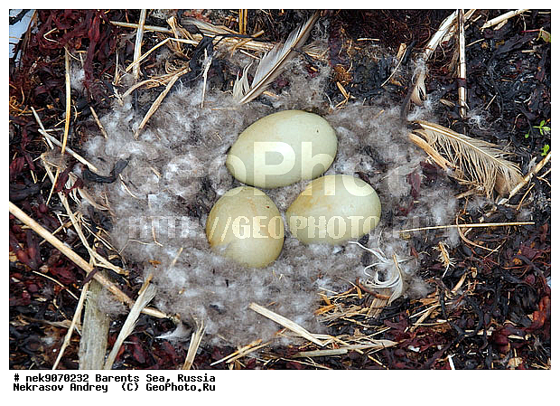 Aves, Linnaeus, Somateria mollissima, �������, �������, �����������, �����������, �����������, �����������, ���������, ��������� ����, ������������, ��������, ����������, ����������, ����������, �������� ����������, �������� ������, ������, ���������� �������, ����������, ������������ ����, ��������, �����������, ������, ������� �����, ������, ������, ��������, ������������, ���������, �����������, ����������� ������, ����, ����, ����, ���������, ������, ������, ���������, ���������, ������, ����, ������, �����, ����, ������� �����, ������� �����, ������, �����, ��������, ����������, ��������, ��������, �������, ������� �������, �����������, �����, ������, ��������, ��������, ��������, ������, ������, ������, ����, ����, �����, ����, ����, �����������������, ������������� �����, XYZ