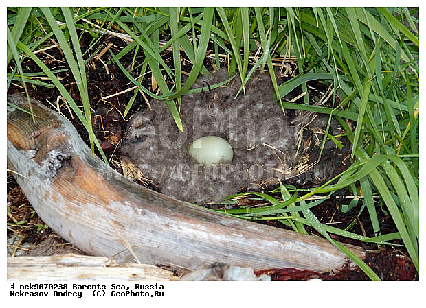 Aves, Linnaeus, Somateria mollissima, �������, �������, �����������, �����������, �����������, �����������, ���������, ��������� ����, ������������, ��������, ����������, ����������, ����������, �������� ����������, �������� ������, ������, ���������� �������, ����������, ������������ ����, ��������, �����������, ������, ������� �����, ������, ������, ��������, ������������, ���������, �����������, ����������� ������, ����, ����, ����, ���������, ������, ������, ���������, ���������, ������, ����, ������, �����, ����, ������� �����, ������� �����, ������, �����, ��������, ����������, ��������, ��������, �������, ������� �������, �����������, �����, ������, ��������, ��������, ��������, ������, ������, ������, ����, ����, �����, ����, ����, �����������������, ������������� �����, XYZ