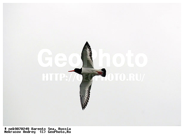 Aves, Haematopodidae, Haematopus, Haematopus ostralegus, Limicolae, Linnaeus, Oystercatcher, �������, �������, �����������, �����������, �����������, �����������, ���������, ��������� ����, ��������, ����������, ����������, ����������, �������� ����������, �������� ������, �����, �����-������, ������, ������-������, ����� ������, ������, ���������� �������, ����������, ��������, �����������, ��������������, ������, ������� �����, ������, ��������, ������������, ��������� , �����������, ����������� ������, ����, ���������, ���������, ����, ������, �����, ����, ������� �����, ������� �����, ������, ������������ �����-������, ������������ ����� ������, �����, ��������, ����������, ��������, ��������, �������, ������� �������, �����������, �����, ������, ��������, ��������, ��������, ������, ������, ������, �����
