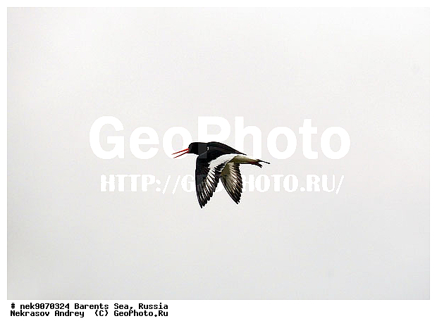 Aves, Haematopodidae, Haematopus, Haematopus ostralegus, Limicolae, Linnaeus, Oystercatcher, �������, �������, �����������, �����������, �����������, �����������, ���������, ��������� ����, ��������, ����������, ����������, ����������, �������� ����������, �������� ������, �����, �����-������, ������, ������-������, ����� ������, ������, ���������� �������, ����������, ��������, �����������, �������� ����, ��������������, ������, ������� �����, ������, ��������, ������������, ���������, �����������, ����������� ������, ����, ���������, ���������, ����, ������, �����, ����, ������� �����, ������� �����, ������, ������������ �����-������, ������������ ����� ������, �����, ��������, ���������, ����������, ��������, ��������, �������, ������� �������, �����, �����, �����������, �����, ������, ��������, ��������, ��������, ������, ������, ������, �����