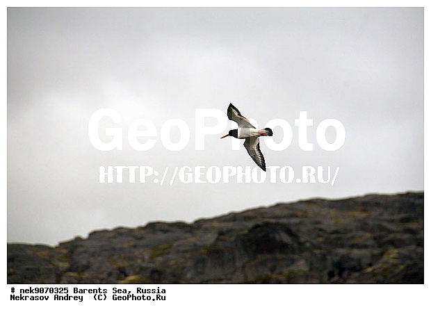 Aves, Haematopodidae, Haematopus, Haematopus ostralegus, Limicolae, Linnaeus, Oystercatcher, �������, �������, �����������, �����������, �����������, �����������, ���������, ��������� ����, ��������, ����������, ����������, ����������, �������� ����������, �������� ������, �����, �����-������, ������, ������-������, ����� ������, ������, ���������� �������, ����������, ��������, �����������, ��������������, ������, ������� �����, ������, ��������, ������������, ���������, �����������, ����������� ������, ����, ���������, ���������, ����, ������, �����, ����, ������� �����, ������� �����, ������, ������������ �����-������, ������������ ����� ������, �����, ��������, ����������, ��������, ��������, �������, ������� �������, �����������, �����, ������, ��������, ��������, ��������, ������, ������, ������, �����