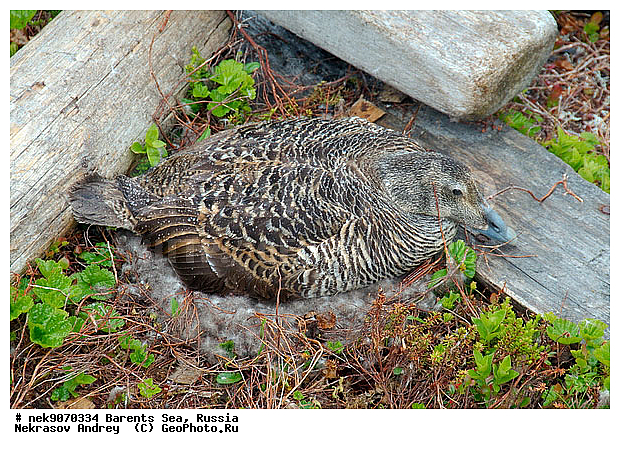 Aves, Linnaeus, Somateria mollissima, �������, �������, �����������, �����������, �����������, �����������, ���������, ��������� ����, ������������, ��������, ����������, ����������, ����������, �������� ����������, �������� ������, ������, ���������� �������, ����������, ������������ ����, ��������, �����������, ������, ������� �����, ������, ������, ��������, ������������, ���������, �����������, ����������� ������, ����, ����, ����, ���������, ������, ������, ���������, ����, ������, �����, ����, ������� �����, ������� �����, �������, ������, �����, ��������, ����������, ��������, ��������, �������, ������� �������, �����������, �����, ������, ��������, ��������, ��������, ������, ������, ������, ����, ����, �����, �����������������, ������������� �����, XYZ