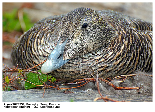 Aves, Linnaeus, Somateria mollissima, �������, �������, �����������, �����������, �����������, �����������, ���������, ��������� ����, ������������, ��������, ����������, ����������, ����������, �������� ����������, �������� ������, ������, ���������� �������, ����������, ������������ ����, ��������, �����������, ������, ������� �����, ������, ������, ��������, ������������, ���������, �����������, ����������� ������, ����, ����, ����, ���������, ������, ������, ���������, ����, ������, �����, ����, ������� �����, ������� �����, �������, ������, �����, ��������, ����������, ��������, ��������, �������, ������� �������, �����������, �����, ������, ��������, ��������, ��������, ������, ������, ������, ����, ����, �����, �����������������, ������������� �����, XYZ