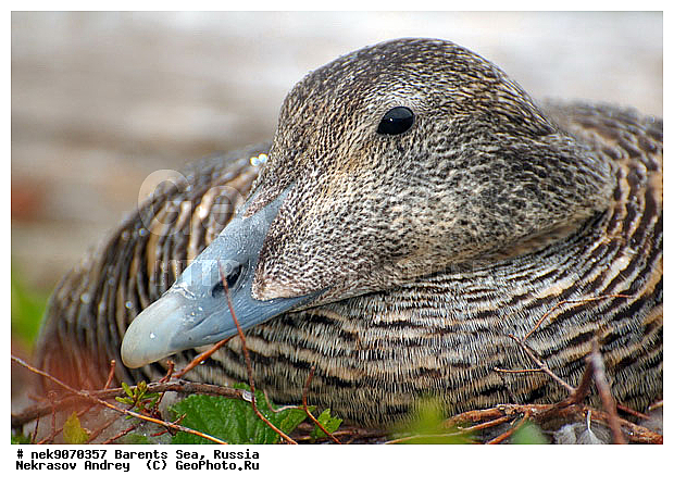 Aves, Linnaeus, Somateria mollissima, �������, �������, �����������, �����������, �����������, �����������, ���������, ��������� ����, ������������, ��������, ����������, ����������, ����������, �������� ����������, �������� ������, ������, ���������� �������, ����������, ������������ ����, ��������, �����������, ������, ������� �����, ������, ������, ��������, ������������, ���������, �����������, ����������� ������, ����, ����, ����, ���������, ������, ������, ���������, ����, ������, �����, ����, ������� �����, ������� �����, �������, ������, �����, ��������, ����������, ��������, ��������, �������, ������� �������, �����������, �����, ������, ��������, ��������, ��������, ������, ������, ������, ����, ����, �����, �����������������, ������������� �����, XYZ