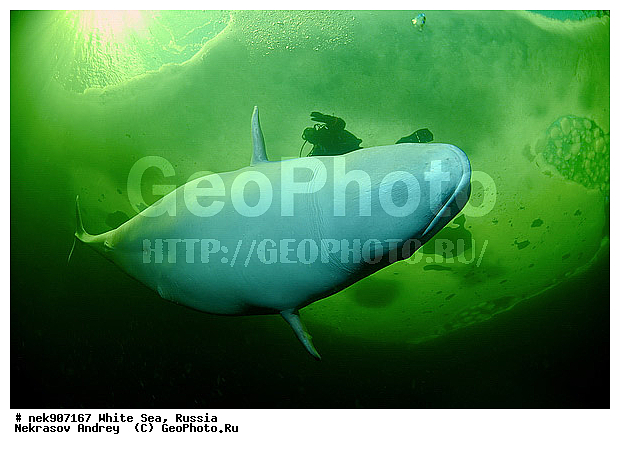 Cetacea, Delphinapterus, Delphinapterus leucas, Delphinidae, ICE diving, Monodontidae, Odontoceti, �������, �����������, �����������, �����������, �����������, ����� ����, ������, ������, ������������, ��������, ����������, ����������, ����������, �������, ������������, �������������, ������� �������������, ��������� ���, �����������, ������, ������� �����, ��������, ��������, �����������, �������, ������, ������ ����, ��������, ����, ������, ������, ������, �����, ������, �������, ������, �������, �������, ��������, ����� �������, ��������, ��������, ����� ���������, ����� ����, ���������, ����, ����, ���, ����, ����, ���, �����, ����, �����, ����, ������� �����, �������, ������� ��������, ������� �������������, �������, ������, ���������, ��������� ����, ���������, �����, ������, ����������, ���������� ��� ����, ���, ���������, ��������� ����������, ���������, ���������, ��������� ��������, ���������, ��������� ����������, ���������, ��������� ���, ��������� �����, ��� �����, ���������, ���������, ��������� ��������, ���������, ���������, ��������� �������, ��������, ��������, ����������, �����������, �����������, �����, ������, ��������, ��������, ��������, ������, �����, ����, �����, �����, ������, ������, �������, ������� �������������, ������� �������������, ������� �����, XYZ, ����������, Monodontidae, ������, Delphinapterus leucas, ������� �������������, ������� �������������, ������� �����, XYZ, ����������, Monodontidae, ������, Delphinapterus leucas, �������� ����, ����������� ����, ����� ����, �����������, �����������, ����� ����