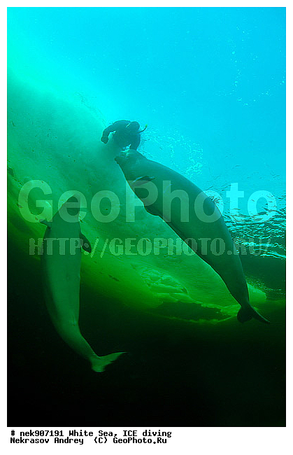 Cetacea, Delphinapterus, Delphinapterus leucas, Delphinidae, ICE diving, Monodontidae, Odontoceti, �������, �����������, �����������, �����������, �����������, ����� ����, ������, ������, ������������, ��������, ����������, ����������, ����������, �������, ������������, �������������, ������� �������������, ��������� ���, �����������, ������, ������� �����, ��������, ��������, �����������, ������������, �����, �������, ������, ������ ����, �����, �����, ��������, ������, ������, ����, ������, ������, ������, �����, ������, �������, ������, �������, ����, �������, ��������, ����� �������, ��������, ��������, ����� ���������, ����� ����, �������� �������, ���������, ����, ����, ���, ����, ����, ���, �������, ����������, ����������, ������, �������, �������, �������, �������, �����, ������, �����, ����, �����, ����, ������� �����, �������, ������� �������������, �������, ������, ���������, ��������� ����, ���������, �����, ����, ������, ��������, ����������, ���������� ��� ����, ���, ���������, ��������� ����������, ���������, ���������, ��������� ��������, ���������, ��������� ����������, ���������, ��������� ���, ��������� �����, ��� �����, ���������, ���������, ��������� ��������, ���������, ���������, ��������� �������, ��������� ����������, ����������, ���������, ��������, ��������, ����������, �����������, �����������, �����, ������, ��������, ��������, ��������, ������, ���� �������, �����, ����, �������, �����, �����, ������, ������, ���-�������, ���������, ��� �������, ����������, �������, ������� � ��������� ���, ������� � �������, ������� �������������, ������� �������������, ������� �����, XYZ, ����������, Monodontidae, ������, Delphinapterus leucas, ������� �������������, ������� �������������, ������� �����, XYZ, ����������, Monodontidae, ������, Delphinapterus leucas, �������� ����, ����������� ����, ����� ����, �����������, �����������, ����� ����