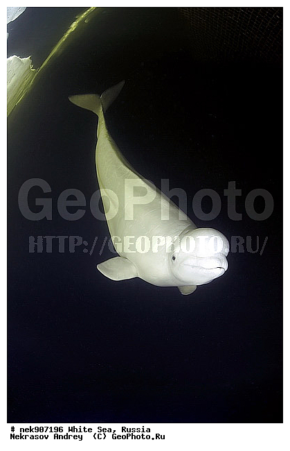 Cetacea, Delphinapterus, Delphinapterus leucas, Delphinidae, ICE diving, Monodontidae, Odontoceti, �������, �����������, �����������, �����������, �����������, ����� ����, ������, ������, ������������, ��������, ����������, ����������, ����������, �������, ������������, �������������, ������� �������������, ��������� ���, �����������, ������, ������� �����, ��������, ��������, �����������, �������, ������, ������ ����, ��������, ����, ������, ������, ������, �����, ������, �������, ������, �������, �������, ��������, ����� �������, ��������, ��������, ����� ���������, ����� ����, ���������, ����, ����, ���, ����, ����, ���, �����, ����, �����, ����, ������� �����, �������, ������� ��������, ������� �������������, �������, ������, ���������, ��������� ����, ���������, �����, ������, ����������, ���������� ��� ����, ���, ���������, ��������� ����������, ���������, ���������, ��������� ��������, ���������, ��������� ����������, ���������, ��������� ���, ��������� �����, ��� �����, ���������, ���������, ��������� ��������, ���������, ���������, ��������� �������, ��������, ��������, ����������, �����������, �����������, �����, ������, ��������, ��������, ��������, ������, �����, ����, �����, �����, ������, ������, �������, ������� �������������, ������� �������������, ������� �����, XYZ, ����������, Monodontidae, ������, Delphinapterus leucas, ������� �������������, ������� �������������, ������� �����, XYZ, ����������, Monodontidae, ������, Delphinapterus leucas, �������� ����, ����������� ����, ����� ����, �����������, �����������, ����� ����