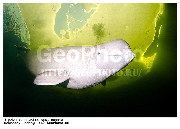 Cetacea, Delphinapterus, Delphinapterus leucas, Delphinidae, ICE diving, Monodontidae, Odontoceti, �������, �����������, �����������, �����������, �����������, ����� ����, ������, ������, ������������, ��������, ����������, ����������, ����������, �������, ������������, �������������, ������� �������������, ��������� ���, �����������, ������, ������� �����, ��������, ��������, �����������, �������, ������, ������ ����, ��������, ����, ������, ������, ������, �����, ������, �������, ������, �������, �������, ��������, ����� �������, ��������, ��������, ����� ���������, ����� ����, ���������, ����, ����, ���, ����, ����, ���, �����, ����, �����, ����, ������� �����, �������, ������� ��������, ������� �������������, �������, ������, ���������, ��������� ����, ���������, �����, ������, ����������, ���������� ��� ����, ���, ���������, ��������� ����������, ���������, ���������, ��������� ��������, ���������, ��������� ����������, ���������, ��������� ���, ��������� �����, ��� �����, ��������, ���������, ���������, ��������� ��������, ���������, ���������, ��������� �������, ��������, ��������, ����������, �����������, �����������, �����, ������, ��������, ��������, ��������, ������, �����, ����, �����, �����, ������, ������, �������, ������� �������������, ������� �������������, ������� �����, XYZ, ����������, Monodontidae, ������, Delphinapterus leucas, ������� �������������, ������� �������������, ������� �����, XYZ, ����������, Monodontidae, ������, Delphinapterus leucas, �������� ����, ����������� ����, ����� ����, �����������, �����������, ����� ����