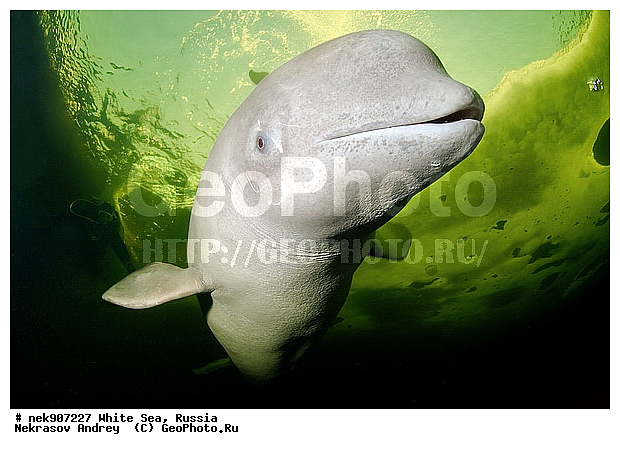 Cetacea, Delphinapterus, Delphinapterus leucas, Delphinidae, ICE diving, Monodontidae, Odontoceti, �������, �����������, �����������, �����������, �����������, ����� ����, ������, ������, ������������, ��������, ����������, ����������, ����������, �������, ������������, �������������, ������� �������������, ��������� ���, �����������, ������, ������� �����, ��������, ��������, �����������, �������, ������, ������ ����, ��������, ����, ������, ������, ������, �����, ������, �������, ������, �������, �������, ��������, ����� �������, ��������, ��������, ����� ���������, ����� ����, ���������, ����, ����, ���, ����, ����, ���, �����, ����, �����, ����, ������� �����, �������, ������� ��������, ������� �������������, �������, ������, ���������, ��������� ����, ���������, �����, ������, ����������, ���������� ��� ����, ���, ���������, ��������� ����������, ���������, ���������, ��������� ��������, ���������, ��������� ����������, ���������, ��������� ���, ��������� �����, ��� �����, ���������, ���������, ��������� ��������, ���������, ���������, ��������� �������, ��������, ��������, ����������, �����������, �����������, �����, ������, ��������, ��������, ��������, ������, �����, ����, �����, �����, ������, ������, �������, ������� �������������, ������� �������������, ������� �����, XYZ, ����������, Monodontidae, ������, Delphinapterus leucas, ������� �������������, ������� �������������, ������� �����, XYZ, ����������, Monodontidae, ������, Delphinapterus leucas, �������� ����, ����������� ����, ����� ����, �����������, �����������, ����� ����