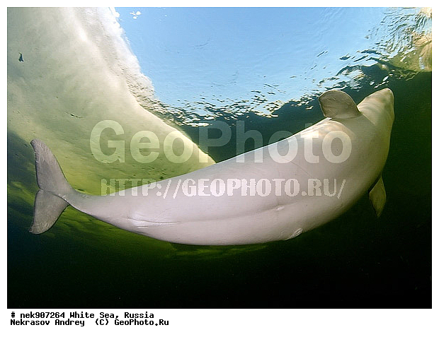 Cetacea, Delphinapterus, Delphinapterus leucas, Delphinidae, ICE diving, Monodontidae, Odontoceti, �������, �����������, �����������, �����������, �����������, ����� ����, ������, ������, ������������, ��������, ����������, ����������, ����������, �������, ������������, �������������, ������� �������������, ��������� ���, �����������, ������, ������� �����, ��������, ��������, �����������, �������, ������, ������ ����, ��������, ����, ������, ������, ������, �����, ������, �������, ������, �������, �������, ��������, ����� �������, ��������, ��������, ����� ���������, ����� ����, ���������, ����, ����, ���, ����, ����, ���, �����, ����, �����, ����, ������� �����, �������, ������� ��������, ������� �������������, �������, ������, ���������, ��������� ����, ���������, �����, ������, ����������, ���������� ��� ����, ���, ���������, ��������� ����������, ���������, ���������, ��������� ��������, ���������, ��������� ����������, ���������, ��������� ���, ��������� �����, ��� �����, ��������, ���������, ���������, ��������� ��������, ���������, ���������, ��������� �������, ��������, ��������, ����������, �����������, �����������, �����, ������, ��������, ��������, ��������, ������, �����, ����, �����, �����, ������, ������, �������, ������� �������������, ������� �������������, ������� �����, XYZ, ����������, Monodontidae, ������, Delphinapterus leucas, ������� �������������, ������� �������������, ������� �����, XYZ, ����������, Monodontidae, ������, Delphinapterus leucas, �������� ����, ����������� ����, ����� ����, �����������, �����������, ����� ����