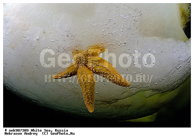 Asterias, Asterias rubens, Asteriidae, Forcipulatida, ICE diving, �������, �����������, �����������, �����������, �����������, ����� ����, ��������, ����������, ����������, ����������, ������, ���������, �������, ������� ��������, ������� �����, ��������� ���, �������� ����, ������, �����������, �������, ������, ������ ����, ��������, ����, ������, ������, ������, �����, ������, �������, ������, �������, ����� �������, ��������, ��������, ����� ����, ���������, ������, ������, ����, ����, ���, �����, �����������, �����, ��������, ������� �����, ������� ������, �������, ������� ��������, �������, ������ ������, ���������, ��������� ����, ���������, �����, ����������, ���������� ��� ����, ���, ���������, ��������� �����������, ��������� ����������, ���������, ���������, ���������, ��������� ����������, ���������, ��������� �����, ��� �����, ���������, ���������, ���������, ���������, ��������, ��������, ����������, ������, ��������, ��������, ��������, ������, �������� ����, ����������� ����, ����� ����, �����������, �����������, ����� ����