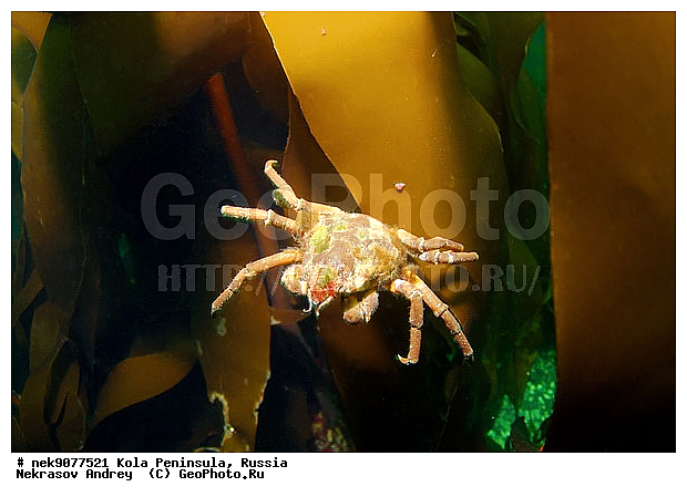 Brachyura, Hyas araneus, Hyas coarctatus alutaceus, Linnaeus, Pleocyemata, �������, �������, �����������, �����������, �����������, �����������, ���������, ��������� ����, ����������� ������������, ����� ����, ����������, ����������, ����������, �������� ���������, ��������� ���, ������, ������� �����, �������������, ��������, �����������, ������, ������, ����, ������, ������, ������, �����, ������ ����, �������������, ������, �������, ����������� ������������, ����� �������, ��������, ��������, ��������, ����� ����, ���������, �����������, ����, ����, ����-����, ���� ����, �����, ����, ������� �����, ������� ��������, ������� �����, ������� ��������, ������� ��������, ������, ��������� ����, �����, ��������, ������, ����������, ���������� ��� ����, ���, ���������, ��������� ����������, ���������, ���������, ��������� ��������, ���������, ��������� ����, ��������� ����������, ���������, ��������� ���, ��������� �����, ��������, ��������, ������������, �����, ������, ��������, ��������, ��������, ������, �����, �����, �����������, �������, �������� ����, ����������� ����