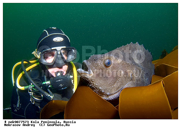 Cyclopterus lumpus, Lumpsucker female, �������, �������, �����������, �����������, �����������, �����������, ���������, ��������� ����, ����� ����, ����������, ����������, ����������, �������� ���������, �������, ���������, ��������� ���, ������, �����������, ������, ��������, ����, ������, ������ �����, ������, ������, �����, �������������, ������, �������, ������, �������, ����� �������, ��������, ����� ����, ���������, �����������, ����, ����������, ���������, ����, ����, ������� �����, ������� ��������, ������� �����, �������, �������, ������� �������, ���������, ��������� ����, ���������, �����, ����������, ���������� ��� ����, ���, ���������, ��������� ����������, ���������, ���������, ���������, ��������� ����������, ���������, ��������� ���, ��������� �����, ��������, ��������, ����������, ����, ����, �����, ������, ��������, ��������, ��������, ������, �����������, ������� � ��������� ���, ������� � �������, �������� ����, ����������� ����