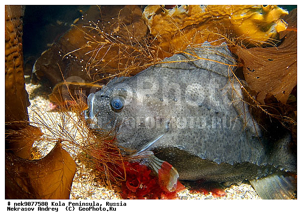 Cyclopterus lumpus, Lumpsucker female, �������, �������, �����������, �����������, �����������, �����������, ���������, ��������� ����, ����� ����, ����������, ����������, ����������, �������� ���������, �������, ���������, ��������� ���, ������, �����������, ������, ��������, ����, ������, ������ �����, ������, ������, �����, �������������, ������, �������, ������, �������, ����� �������, ��������, ����� ����, ���������, �����������, ����, ����������, ���������, ����, ����, ������� �����, ������� ��������, ������� �����, �������, �������, ������� �������, ���������, ��������� ����, ���������, �����, ����������, ���������� ��� ����, ���, ���������, ��������� ����������, ���������, ���������, ���������, ��������� ����������, ���������, ��������� ���, ��������� �����, ��������, ��������, ����������, ����, ����, �����, ������, ��������, ��������, ��������, ������, �����������, �������� ����, ����������� ����