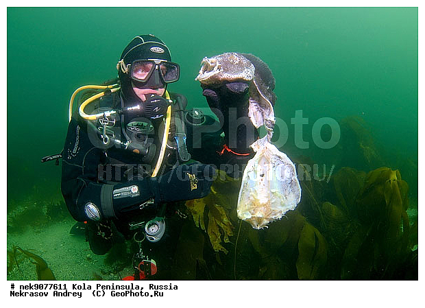 Cyclopterus lumpus, Lumpsucker female, �������, �������, �����������, �����������, �����������, �����������, ���������, ��������� ����, ����� ����, ����������, ����������, ����������, �������� ���������, �������, ���������, ��������� ���, ������, �����������, ������, ��������, ����, ������, ������ �����, ������, ������, �����, �������������, ������, �������, ������, �������, ����� �������, ��������, ����� ����, ���������, �����������, ����, ����������, ���������, ����, ����, ������� �����, ������� ��������, ������� �����, �������, �������, ������� �������, ���������, ��������� ����, ���������, �����, ����������, ���������� ��� ����, ���, ���������, ��������� ����������, ���������, ���������, ���������, ��������� ����������, ���������, ��������� ���, ��������� �����, ��������, ��������, ����������, ����, ����, �����, ������, ��������, ��������, ��������, ������, �����������, ������� � ��������� ���, ������� � �������, �������� ����, ����������� ����