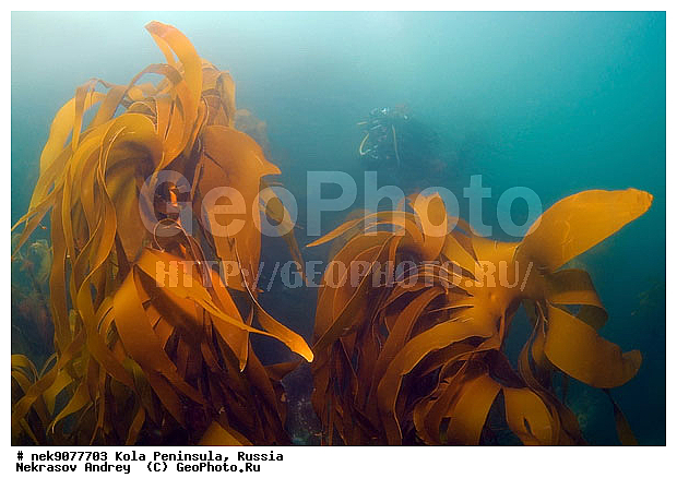 Laminaria, Lamouroux, �������, �������, �����������, �����������, �����������, �����������, ���������, ��������� ����, ����� ���������, ����� ����, ����������, ����������, ����������, �������� ���������, ������������, ���������, ���������, ��������� ���, ��������, ������, �����������, ������, ����, ������, ������ �����, ������, ������, �����, ���������, ����������, �������������, ������, �������, ����� �������, ��������, ����� ����, ���������, �����������, ����, ����, ������� �����, ������� ��������, ������� �������, ������� �����, ��������� ����, �����, ����������, ���������� ��� ����, ���, ���������, ��������� ����������, ���������, ���������, ���������, ��������� ����������, ���������, ��������� ���, ��������� �����, ��������, ��������, �����, ������, ��������, ��������, ��������, ������, �����������, �������� ����, ����������� ����