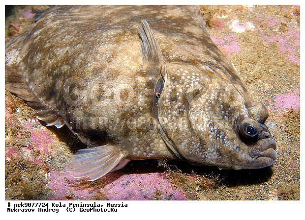 liopsetta glacialis, �������, �������, �����������, �����������, �����������, �����������, ���������, ��������� ����, ����� ����, ����������, ����������, ����������, �������� ���������, ���������, ��������� ���, ������, �����������, ������, ����, ������, ������ �����, ������, ������, �����, �������������, ������, �������, ����� �������, ��������, ����� ����, ���������, �����������, �������, ����������, ����, ����, ������� �����, ������� ��������, ������� �����, ��������� ����, �����, ����������, ���������� ��� ����, ���, ���������, ��������� ����������, ���������, ���������, ���������, ��������� ����������, ���������, ��������� ���, ��������� �����, ��������, ��������, ����, ����, �����, ������, ��������, ��������, ��������, ������, �����������, �������� ����, ����������� ����