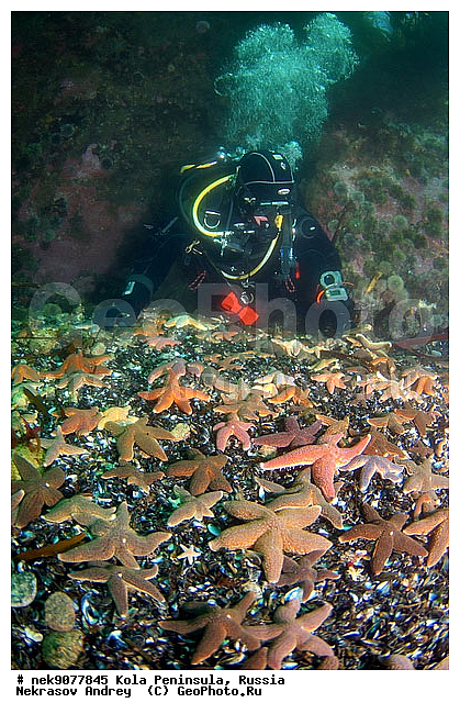 Asterias, Asterias rubens, Asteriidae, Forcipulatida, �������, �������, �����������, �����������, �����������, �����������, ���������, ��������� ����, ����� ����, ����������, ����������, ����������, ���������, �������� ���������, ������� ��������, ������� �����, ���������, ��������� ���, ������, �����������, ������, ����, ������, ������ �����, ������, ������, �����, �������������, ������, �������, ����� �������, ��������, ����� ����, ���������, ������, ������, �����������, ����, ����, �������, ������� �����, ������� ������, ������� ��������, ������� �����, ������� , ��������� ����, �����, ����������, ���������� ��� ����, ���, ���������, ��������� ����������, ���������, ���������, ���������, ��������� ����������, ���������, ��������� ���, ��������� �����, ��������, ��������, �����, ������, ��������, ��������, ��������, ������, �����������, ������� � ��������� ���, ������� � �������, �������� ����, ����������� ����