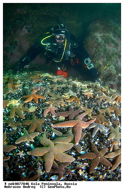 Asterias, Asterias rubens, Asteriidae, Forcipulatida, �������, �������, �����������, �����������, �����������, �����������, ���������, ��������� ����, ����� ����, ����������, ����������, ����������, ���������, �������� ���������, ������� ��������, ������� �����, ���������, ��������� ���, ������, �����������, ������, ����, ������, ������ �����, ������, ������, �����, �������������, ������, �������, ����� �������, ��������, ����� ����, ���������, ������, ������, �����������, ����, ����, �������, ������� �����, ������� ������, ������� ��������, ������� �����, ������� , ��������� ����, �����, ����������, ���������� ��� ����, ���, ���������, ��������� ����������, ���������, ���������, ���������, ��������� ����������, ���������, ��������� ���, ��������� �����, ��������, ��������, �����, ������, ��������, ��������, ��������, ������, �����������, ������� � ��������� ���, ������� � �������, �������� ����, ����������� ����