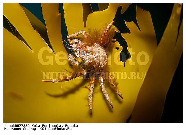 Brachyura, Hyas araneus, Hyas coarctatus alutaceus, Linnaeus, Pleocyemata, �������, �������, �����������, �����������, �����������, �����������, ���������, ��������� ����, ����������� ������������, ����� ����, ����������, ����������, ����������, �������� ���������, ��������� ���, ������, ������� �����, �������������, ��������, �����������, ������, ������, ����, ������, ������, ������, �����, ������ ����, �������������, ������, �������, ����������� ������������, ����� �������, ��������, ��������, ��������, ����� ����, ���������, �����������, ����, ����, ����-����, ���� ����, �����, ����, ������� �����, ������� ��������, ������� �����, ������� ��������, ������� ��������, ������, ��������� ����, �����, ��������, ������, ����������, ���������� ��� ����, ���, ���������, ��������� ����������, ���������, ���������, ��������� ��������, ���������, ��������� ����, ��������� ����������, ���������, ��������� ���, ��������� �����, ��������, ��������, ������������, �����, ������, ��������, ��������, ��������, ������, �����, �����, �����������, �������, �������� ����, ����������� ����