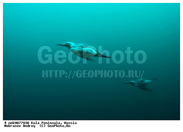 Alcidae, Aves, Brisson, Linnaeus, U. aalge, U. lomvia, Uria, Uria aalge, Uria lomvia, �������, �������, �����������, �����������, �����������, �����������, ���������, ��������� ����, ��������, ����� ����, ����������, ����������, ����������, �������� ����������, �������� ���������, �������� �����, ������, ���������� �������, ����������, ��������, ���������, ��������� ���, �����������, ��������������, ������, ������� �����, ������������, ���� ��������, ������, ������, ��������, ������������, ����������, �����������, �����������, ������, ����, ������, ������ �����, ������, ������, �����, �������������, ������, �������, ����� �������, ��������, ����� ����, ����������, ���������� ������������, ���������, �����������, �����, �����, ����, ����, ������, �����, ����, ������� �����, ������� ��������, ������� �����, ������� �����, ������� �����, ������, ��������� ����, �����, ������, ������ ������, �������, �����, ��������, ����������, ���������� ��� ����, ���, ���������, ��������� ����������, ���������, ���������, ���������, ��������� ����������, ���������, ��������� ���, ��������� �����, ����������, ��������, ��������, �������, ������� �������, �����, �����, ������, �����, ������, ��������, ��������, ��������, ������, �����������, ����������� �����, ������� �����, ������� �����, �����, XYZ, ������ �����, �������, ����������, Alcidae, ����������� �����, ������������ �����, Uria aalge, ������������ �����, ������������� �����, Uria lomvia, ������� �����, ������� �����, �����, XYZ, ������ �����, �������, ����������, Alcidae, ����������� �����, ������������ �����, Uria aalge, ������������ �����, ������������� �����, Uria lomvia, �������� ����, ����������� ����