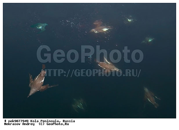 Alcidae, Aves, Brisson, Linnaeus, U. aalge, U. lomvia, Uria, Uria aalge, Uria lomvia, �������, �������, �����������, �����������, �����������, �����������, ���������, ��������� ����, ��������, ����� ����, ����������, ����������, ����������, �������� ����������, �������� ���������, �������� �����, ������, ���������� �������, ����������, ��������, ���������, ��������� ���, �����������, ��������������, ������, ������� �����, ������������, ���� ��������, ������, ������, ��������, ������������, ����������, �����������, �����������, ������, ����, ������, ������ �����, ������, ������, �����, �������������, ������, �������, ����� �������, ��������, ����� ����, ����������, ���������� ������������, ���������, �����������, �����, �����, ����, ����, ������, �����, ����, ������� �����, ������� ��������, ������� �����, ������� �����, ������� �����, ������, ��������� ����, �����, ������, ������ ������, �������, �����, ��������, ����������, ���������� ��� ����, ���, ���������, ��������� ����������, ���������, ���������, ���������, ��������� ����������, ���������, ��������� ���, ��������� �����, ����������, ��������, ��������, �������, ������� �������, �����, �����, ������, �����, ������, ��������, ��������, ��������, ������, �����������, ����������� �����, ������� �����, ������� �����, �����, XYZ, ������ �����, �������, ����������, Alcidae, ����������� �����, ������������ �����, Uria aalge, ������������ �����, ������������� �����, Uria lomvia, ������� �����, ������� �����, �����, XYZ, ������ �����, �������, ����������, Alcidae, ����������� �����, ������������ �����, Uria aalge, ������������ �����, ������������� �����, Uria lomvia, �������� ����, ����������� ����