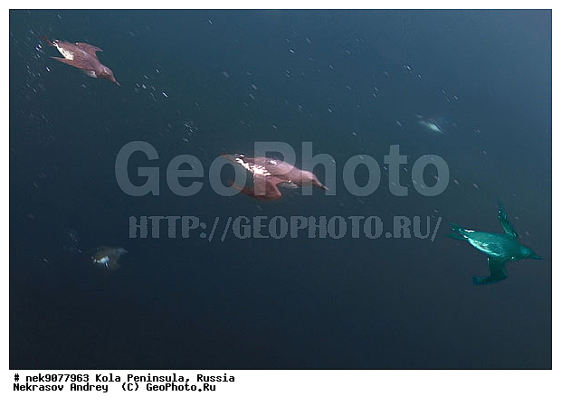 Alcidae, Aves, Brisson, Linnaeus, U. aalge, U. lomvia, Uria, Uria aalge, Uria lomvia, �������, �������, �����������, �����������, �����������, �����������, ���������, ��������� ����, ��������, ����� ����, ����������, ����������, ����������, �������� ����������, �������� ���������, �������� �����, ������, ���������� �������, ����������, ��������, ���������, ��������� ���, �����������, ��������������, ������, ������� �����, ������������, ���� ��������, ������, ������, ��������, ������������, ����������, �����������, �����������, ������, ����, ������, ������ �����, ������, ������, �����, �������������, ������, �������, ����� �������, ��������, ����� ����, ����������, ���������� ������������, ���������, �����������, �����, �����, ����, ����, ������, �����, ����, ������� �����, ������� ��������, ������� �����, ������� �����, ������� �����, ������, ��������� ����, �����, ������, ������ ������, �������, �����, ��������, ����������, ���������� ��� ����, ���, ���������, ��������� ����������, ���������, ���������, ���������, ��������� ����������, ���������, ��������� ���, ��������� �����, ����������, ��������, ��������, �������, ������� �������, �����, �����, ������, �����, ������, ��������, ��������, ��������, ������, �����������, ����������� �����, ������� �����, ������� �����, �����, XYZ, ������ �����, �������, ����������, Alcidae, ����������� �����, ������������ �����, Uria aalge, ������������ �����, ������������� �����, Uria lomvia, ������� �����, ������� �����, �����, XYZ, ������ �����, �������, ����������, Alcidae, ����������� �����, ������������ �����, Uria aalge, ������������ �����, ������������� �����, Uria lomvia, �������� ����, ����������� ����