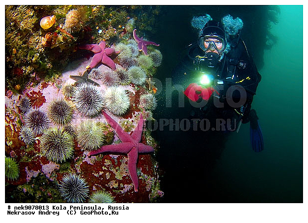 Echinoida, Euechinoidea, Henricia sanguinoleta, Leske, Strongylocentrotidae, Strongylocentrotus, Strongylocentrotus droebachiensis, �������, �������, �����������, �����������, �����������, �����������, ���������, ��������� ����, �������������, ��������, ��������, ����� ����, ����������, ����������, ����������, ������ �������������������, ������ ������� ��, ������ ������������������, ���������, �������� ���������, ������� ���, ���������, ��������� ���, ������, ������������������, �����������, ������, ����, ������, ������ �����, ������, ������, �����, �������������, ������, �������, ��, ���, ����� �������, ��������, ����� ����, ���������, ������, ������, �����������, ����, ������� �����, ������� ������, ������� ��������, ������� �����, ������� ������, ������� ��, ��������� ����, �����, ����������, ���������� ��� ����, ���, ���������, ��������� ����������, ���������, ���������, ���������, ��������� ����������, ���������, ��������� ���, ��������� �����, ��������, ��������, �����, ������, ��������, ��������, ��������, ������, ������� � ��������� ���, ������� � �������, �������� ����, ����������� ����