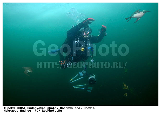 Alcidae, Aves, Brisson, Linnaeus, U. aalge, U. lomvia, Uria, Uria aalge, Uria lomvia, �������, �������, �����������, �����������, �����������, �����������, ���������, ��������� ����, ��������, ����� ����, ����������, ����������, ����������, �������� ����������, �������� ���������, �������� �����, ������, ���������� �������, ����������, ��������, ���������, ��������� ���, �����������, ��������������, ������, ������� �����, ������������, ���� ��������, ������, ������, ��������, ������������, ����������, �����������, �����������, ������, ����, ������, ������ �����, ������, ������, �����, �������������, ������, �������, ����� �������, ��������, ����� ����, ����������, ���������� ������������, ���������, �����������, �����, �����, ����, ����, ������, �����, ����, ������� �����, ������� ��������, ������� �����, ������� �����, ������� �����, ������, ��������� ����, �����, ������, ������ ������, �������, �����, ��������, ����������, ���������� ��� ����, ���, ���������, ��������� ����������, ���������, ���������, ���������, ��������� ����������, ���������, ��������� ���, ��������� �����, ����������, ��������, ��������, �������, ������� �������, �����, �����, ������, �����, ������, ��������, ��������, ��������, ������, �����������, ����������� �����, ������� � ��������� ���, ������� � �������, ������� �����, ������� �����, �����, XYZ, ������ �����, �������, ����������, Alcidae, ����������� �����, ������������ �����, Uria aalge, ������������ �����, ������������� �����, Uria lomvia, ������� �����, ������� �����, �����, XYZ, ������ �����, �������, ����������, Alcidae, ����������� �����, ������������ �����, Uria aalge, ������������ �����, ������������� �����, Uria lomvia, �������� ����, ����������� ����