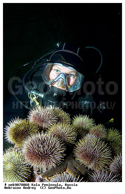 Echinoida, Euechinoidea, Leske, Strongylocentrotidae, Strongylocentrotus, Strongylocentrotus droebachiensis, �������, �������, �����������, �����������, �����������, �����������, ���������, ��������� ����, �������������, ��������, ��������, ����� ����, ����������, ����������, ����������, ������ �������������������, ������ ������� ��, ������ ������������������, ���������, �������� ���������, ������� ���, ���������, ��������� ���, ������, ������������������, �����������, ������, ����, ������, ������ �����, ������, ������, �����, �������������, ������, �������, ��, ���, ����� �������, ��������, ����� ����, ���������, �����������, ����, ������� �����, ������� ��������, ������� �����, ������� ��, ��������� ����, �����, ����������, ���������� ��� ����, ���, ���������, ��������� ����������, ���������, ���������, ���������, ��������� ����������, ���������, ��������� ���, ��������� �����, ��������, ��������, �����, ������, ��������, ��������, ��������, ������, ������� � ��������� ���, ������� � �������, �������� ����, ����������� ����