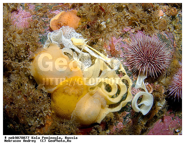 Cadlina laevis, Nudibranchia, Sea Slug, �������, �������, �����������, �����������, �����������, �����������, ���������, ��������� ����, ������������, ������������ �������, ����� ����, ����������, ����������, ����������, �������� ���������, ���������, ��������� ���, ������, ���������, �����������, ������, ����, ������, ������ �����, ������, ������, �����, �������������, ������������, ������������, ������, �������, ����� �������, ��������, ��������, ��������, ����� ����, ���������, ����, ���� ��������, �����������, ����, ������, �����, �����������, �����������, �����, ��������, �������, ��������, ����, ������� �����, ������� ��������, ������� �����, ������� �������, ��������, ����������, ��������� ����, �����, ����������, ���������� ��� ����, ���, ���������, ��������� �����������, ��������� ����������, ���������, ���������, ���������, ��������� ����������, ���������, ��������� ���, ��������� �����, ��������, ��������, �����, ������, ��������, ��������, ��������, ������, �������, ������, �������, �����������, ������������, ������������, �������� ����, ����������� ����
