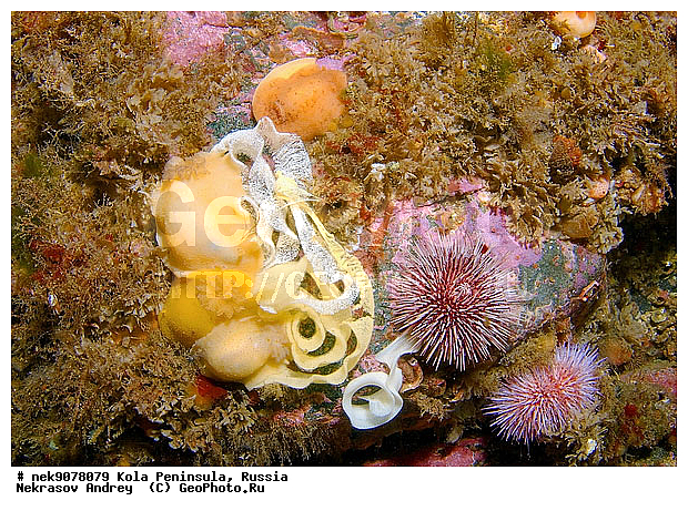 Cadlina laevis, Nudibranchia, Sea Slug, �������, �������, �����������, �����������, �����������, �����������, ���������, ��������� ����, ������������, ������������ �������, ����� ����, ����������, ����������, ����������, �������� ���������, ���������, ��������� ���, ������, ���������, �����������, ������, ����, ������, ������ �����, ������, ������, �����, �������������, ������������, ������������, ������, �������, ����� �������, ��������, ��������, ��������, ����� ����, ���������, ����, ���� ��������, �����������, ����, ������, �����, �����������, �����������, �����, ��������, �������, ��������, ����, ������� �����, ������� ��������, ������� �����, ������� �������, ��������, ����������, ��������� ����, �����, ����������, ���������� ��� ����, ���, ���������, ��������� �����������, ��������� ����������, ���������, ���������, ���������, ��������� ����������, ���������, ��������� ���, ��������� �����, ��������, ��������, �����, ������, ��������, ��������, ��������, ������, �������, ������, �������, �����������, ������������, ������������, �������� ����, ����������� ����