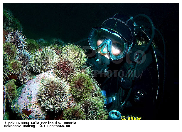 Echinoida, Euechinoidea, Leske, Strongylocentrotidae, Strongylocentrotus, Strongylocentrotus droebachiensis, �������, �������, �����������, �����������, �����������, �����������, ���������, ��������� ����, �������������, ��������, ��������, ����� ����, ����������, ����������, ����������, ������ �������������������, ������ ������� ��, ������ ������������������, ���������, �������� ���������, ������� ���, ���������, ��������� ���, ������, ������������������, �����������, ������, ����, ������, ������ �����, ������, ������, �����, �������������, ������, �������, ��, ���, ����� �������, ��������, ����� ����, ���������, �����������, ����, ������� �����, ������� ��������, ������� �����, ������� ��, ��������� ����, �����, ����������, ���������� ��� ����, ���, ���������, ��������� ����������, ���������, ���������, ���������, ��������� ����������, ���������, ��������� ���, ��������� �����, ��������, ��������, �����, ������, ��������, ��������, ��������, ������, ������� � ��������� ���, ������� � �������, �������� ����, ����������� ����