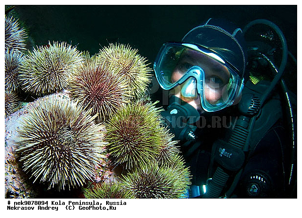 Echinoida, Euechinoidea, Leske, Strongylocentrotidae, Strongylocentrotus, Strongylocentrotus droebachiensis, �������, �������, �����������, �����������, �����������, �����������, ���������, ��������� ����, �������������, ��������, ��������, ����� ����, ����������, ����������, ����������, ������ �������������������, ������ ������� ��, ������ ������������������, ���������, �������� ���������, ������� ���, ���������, ��������� ���, ������, ������������������, �����������, ������, ����, ������, ������ �����, ������, ������, �����, �������������, ������, �������, ��, ���, ����� �������, ��������, ����� ����, ���������, �����������, ����, ������� �����, ������� ��������, ������� �����, ������� ��, ��������� ����, �����, ����������, ���������� ��� ����, ���, ���������, ��������� ����������, ���������, ���������, ���������, ��������� ����������, ���������, ��������� ���, ��������� �����, ��������, ��������, �����, ������, ��������, ��������, ��������, ������, ������� � ��������� ���, ������� � �������, �������� ����, ����������� ����