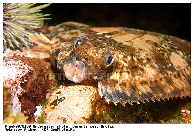 liopsetta glacialis, �������, �������, �����������, �����������, �����������, �����������, ���������, ��������� ����, ����� ����, ����������, ����������, ����������, �������� ���������, ���������, ��������� ���, ������, �����������, ������, ����, ������, ������ �����, ������, ������, �����, �������������, ������, �������, ����� �������, ��������, ����� ����, ���������, �����������, �������, ����������, ����, ����, ������� �����, ������� ��������, ������� �����, ��������� ����, �����, ����������, ���������� ��� ����, ���, ���������, ��������� ����������, ���������, ���������, ���������, ��������� ����������, ���������, ��������� ���, ��������� �����, ��������, ��������, ����, ����, �����, ������, ��������, ��������, ��������, ������, �����������, �������� ����, ����������� ����