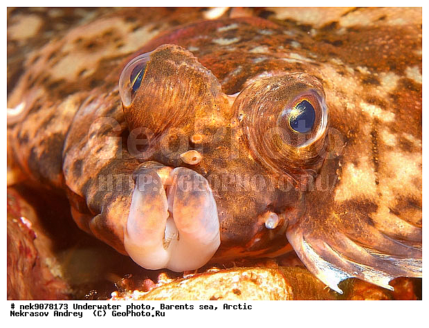 liopsetta glacialis, �������, �������, �����������, �����������, �����������, �����������, ���������, ��������� ����, ����� ����, ����������, ����������, ����������, �������� ���������, ���������, ��������� ���, ������, �����������, ������, ����, ������, ������ �����, ������, ������, �����, �������������, ������, �������, ����� �������, ��������, ����� ����, ���������, �����������, �������, ����������, ����, ����, ������� �����, ������� ��������, ������� �����, ��������� ����, �����, ����������, ���������� ��� ����, ���, ���������, ��������� ����������, ���������, ���������, ���������, ��������� ����������, ���������, ��������� ���, ��������� �����, ��������, ��������, ����, ����, �����, ������, ��������, ��������, ��������, ������, �����������, �������� ����, ����������� ����