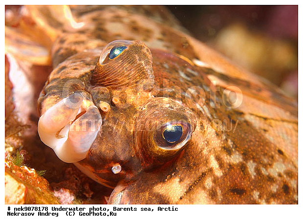 liopsetta glacialis, �������, �������, �����������, �����������, �����������, �����������, ���������, ��������� ����, ����� ����, ����������, ����������, ����������, �������� ���������, ���������, ��������� ���, ������, �����������, ������, ����, ������, ������ �����, ������, ������, �����, �������������, ������, �������, ����� �������, ��������, ����� ����, ���������, �����������, �������, ����������, ����, ����, ������� �����, ������� ��������, ������� �����, ��������� ����, �����, ����������, ���������� ��� ����, ���, ���������, ��������� ����������, ���������, ���������, ���������, ��������� ����������, ���������, ��������� ���, ��������� �����, ��������, ��������, ����, ����, �����, ������, ��������, ��������, ��������, ������, �����������, �������� ����, ����������� ����