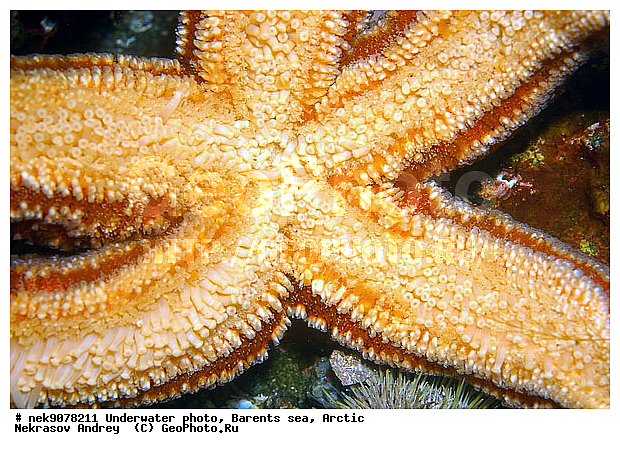 Asterias, Asterias rubens, Asteriidae, Forcipulatida, �������, �������, �����������, �����������, �����������, �����������, ���������, ��������� ����, ����� ����, ����������, ����������, ����������, ���������, �������� ���������, ������� ��������, ������� �����, ���������, ��������� ���, ������, �����������, ������, ����, ������, ������ �����, ������, ������, �����, �������������, ������, �������, ����� �������, ��������, ����� ����, ���������, ������, ������, �����������, ����, ����, �������, ������� �����, ������� ������, ������� ��������, ������� �����, ������� , ��������� ����, �����, ����������, ���������� ��� ����, ���, ���������, ��������� ����������, ���������, ���������, ���������, ��������� ����������, ���������, ��������� ���, ��������� �����, ��������, ��������, �����, ������, ��������, ��������, ��������, ������, �����������, �������� ����, ����������� ����