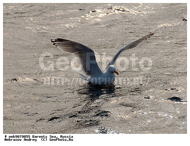 Gull, Larus, Linnaeus, gulls, �����������, ��������������, ��������, ��������, �����, �����, ������� �����, ������� �����, �����, XYZ, ��������, Laridae, ����������� �����, Larus argentatus