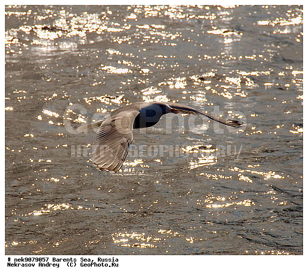 Gull, Larus, Linnaeus, gulls, �����������, ��������������, ��������, ��������, �����, ��������, ����, ��������, ���������� ����, �����, �����, ������� �����, ������� �����, �����, XYZ, ��������, Laridae, ����������� �����, Larus argentatus