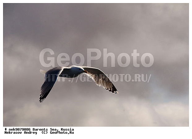 Gull, Larus, Linnaeus, gulls, �����������, ��������������, ��������, ��������, �����, �����, ������� �����, ������� �����, �����, XYZ, ��������, Laridae, ����������� �����, Larus argentatus