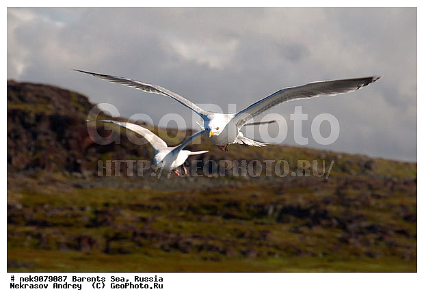 Gull, Larus, Linnaeus, gulls, �����������, ��������������, ��������, ��������, �����, �����, ������� �����, ������� �����, �����, XYZ, ��������, Laridae, ����������� �����, Larus argentatus